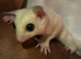 2 male platinum and leucistic