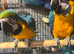 Blue and gold macaws