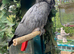 Exceptional Silly Tame Talking African Grey Parrot &ndash; 50+ Words & Phrases &ndash; &pound;1400