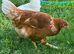 ISA Brown hens