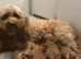 Reduced Australian Labradoodle pup (black girl)