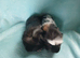 Pair of stunning boys boars needing a home