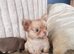 Chihuahua puppies