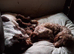 Chocolate and white F1 Cockapoo puppy