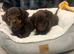 Miniature Dachshund Puppies