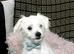 Maltese last boy puppy
