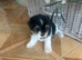 Biewer terriers