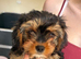 Cavalier x Biewer puppies