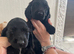 Adorable show cross cocker spaniel puppies
