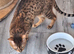 Savannah Tica SBTF5 Elton old needs a home