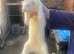 Ferrets for sale
