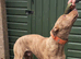 bull greyhound 11months old