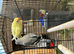 Lovebirds