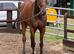Champ - Ex racehorse seeks new home