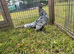 Pair of 4 month old Sebrights ( one cockerel & one pullet )