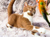Beautiful Cinnamon British shorthair Female