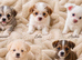 Super cute mix breed puppies looking for new home