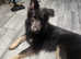 German shepherd STUD ONLY