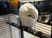 Bare eyed cockatoo female