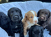 Cocker spaniel puppies
