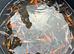 Koi for sale