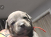 beautiful puppies