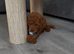 Puppy for sale