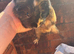 I have 4 guinea pigs for sale