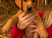 Labrador pups from working lines