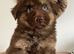 German Shepherd Puppies Liver & Tan Isabella & Tan
