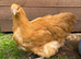Buff Orpington POL
