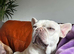 Super sweet frenchie girl