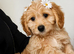 STUNNING MALTIPOO BOY