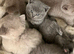 Pure British shorthair kittens