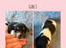 Beautiful Jack Russell Pups