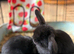 Fluffy friendly girl and boy pair left