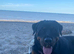 Female Rottweiler-Savvy Home Needed