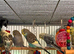 Young Budgies 8 to 10 Weeks Old Available Runcorn Area