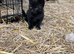 2 gorgeous black kittens