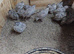 Snow flake mexican quails for sale