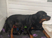 Beautiful Rottie girl