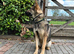 2 x GERMAN SHEPHERDS 8 MONTHS OLD BROTHER AND SISTER