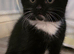 Gorgeous Black and White Kitten