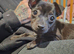 Female chihuahua