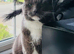 Very Affectionate Grey and White male cat