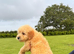 READY TO LEAVE NOW!! Labradoodle puppies