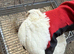 White and gold pair jumbo coturnix quails