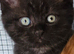Last 2 British shorthair kittens