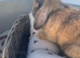 10 month old mini lop