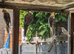 various cockatiels